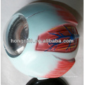 Modelo de globo ocular amplificado ISO, modelo Anatomía de los ojos